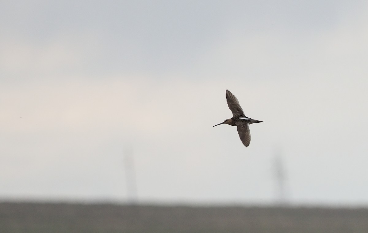 Long-billed Dowitcher - ML169859581