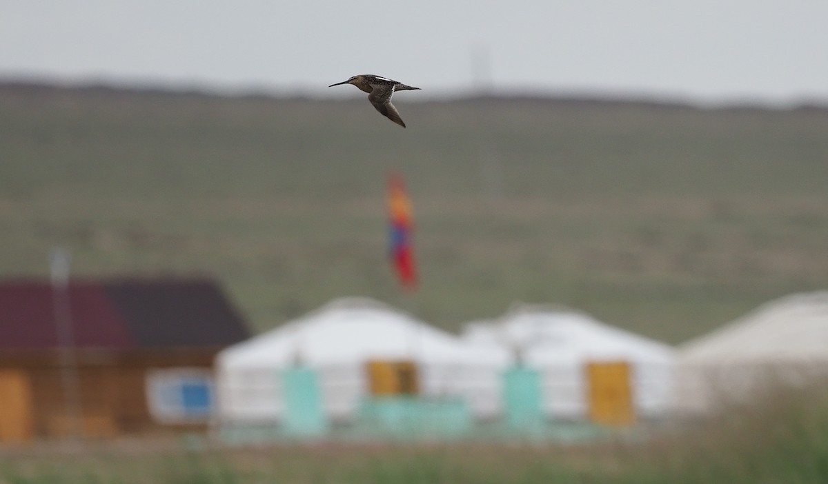 Long-billed Dowitcher - Silas Olofson