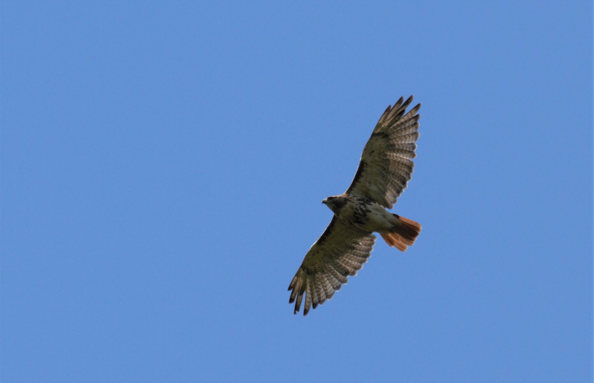 Red-tailed Hawk - ML169859871