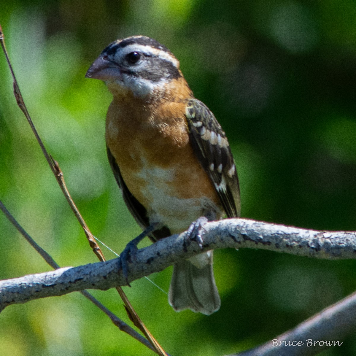 Black-headed Grosbeak - ML169861021