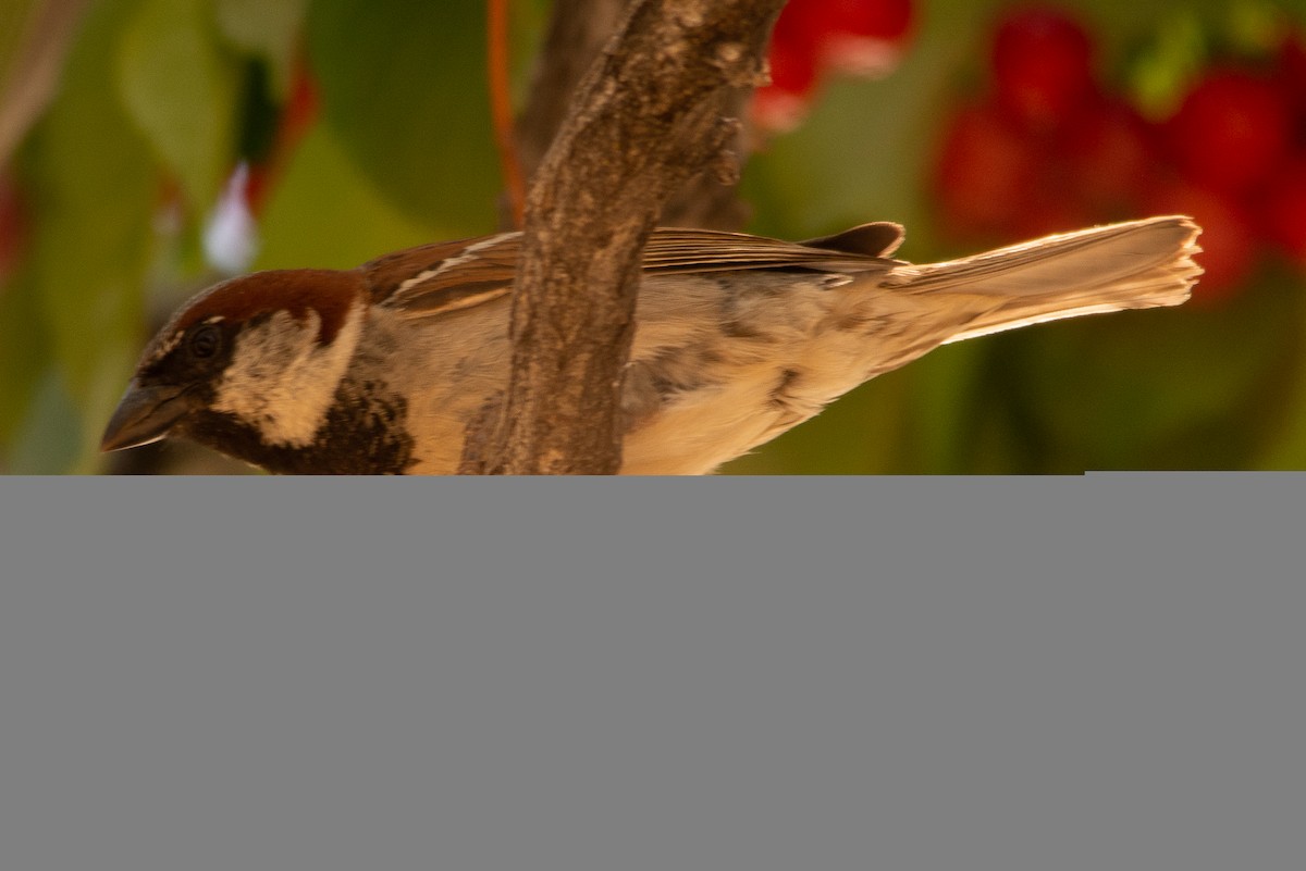 House Sparrow - ML169861701