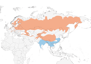 Distribution of the Common Rosefinch - Range Map