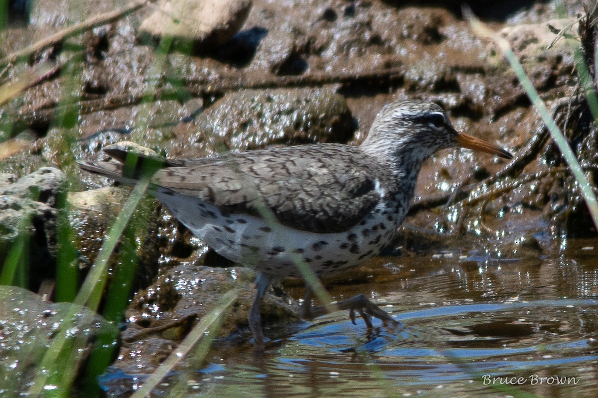 Spotted Sandpiper - ML169862281