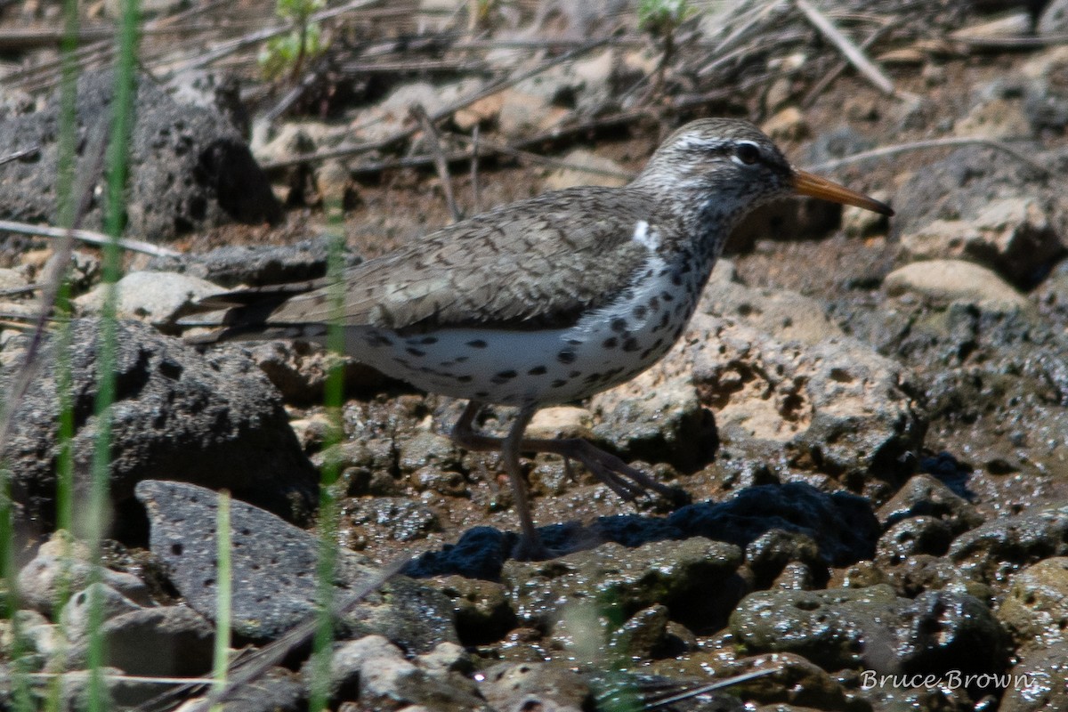 Spotted Sandpiper - ML169862311