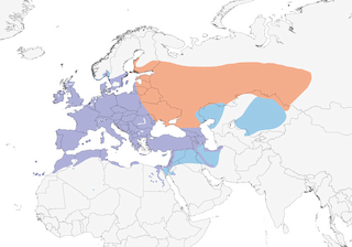 Distribution of the European Goldfinch - Range Map
