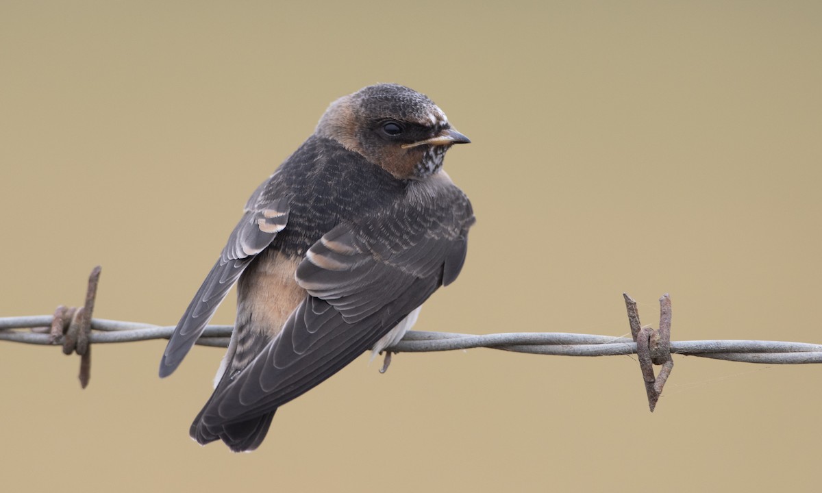 Cliff Swallow (pyrrhonota Group) - Brian Sullivan