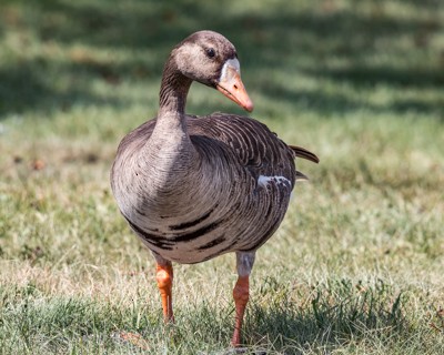 Greater White-fronted Goose - ML169865131