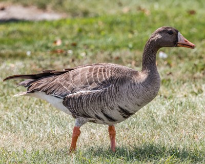 Greater White-fronted Goose - ML169865161