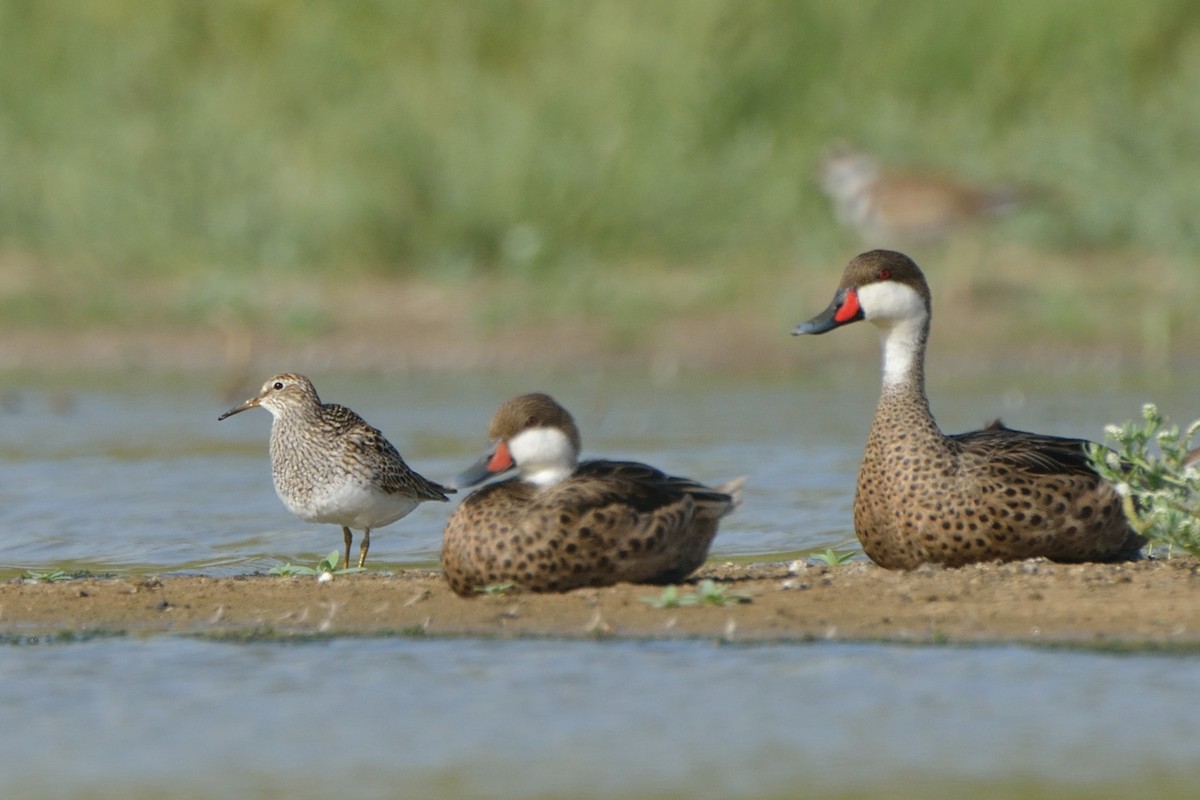 White-cheeked Pintail - ML169867661