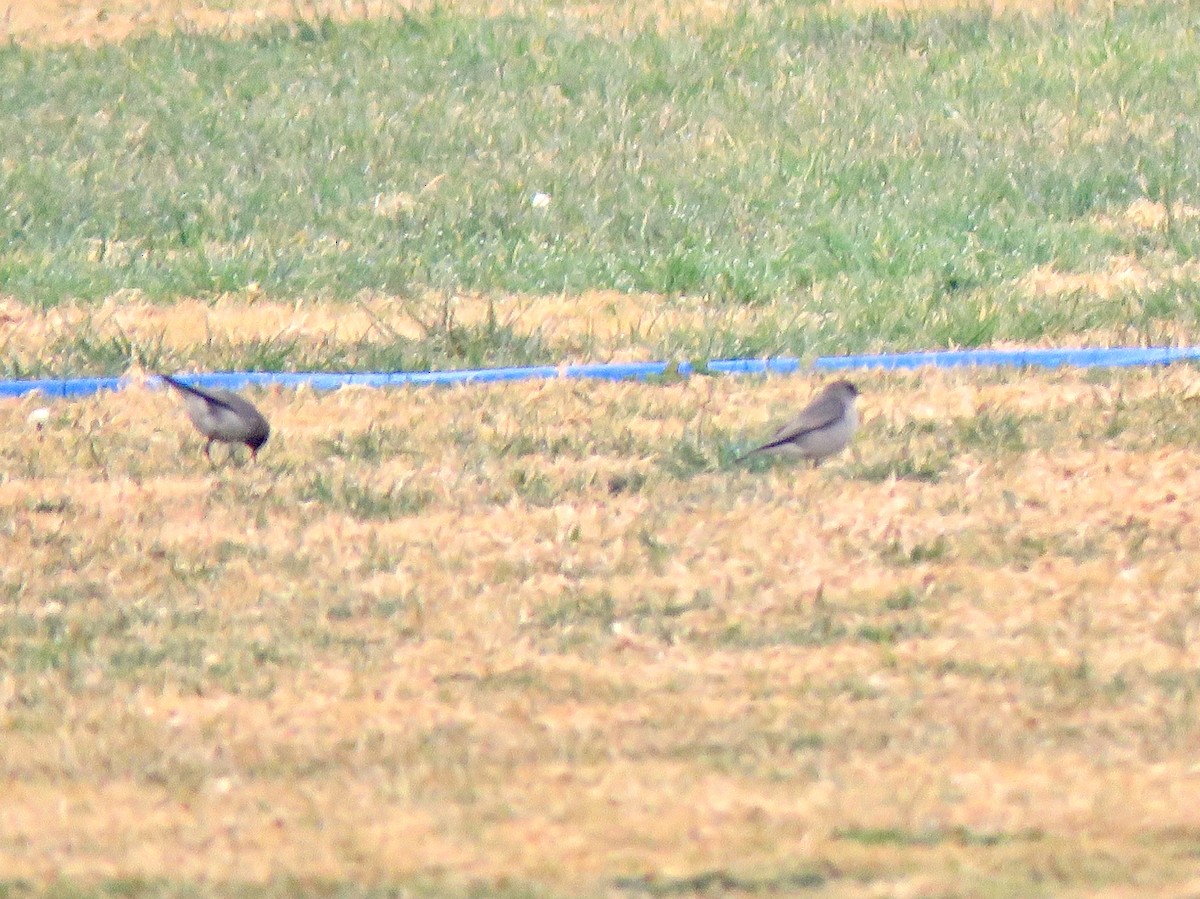 Dark-faced Ground-Tyrant - ML169870271