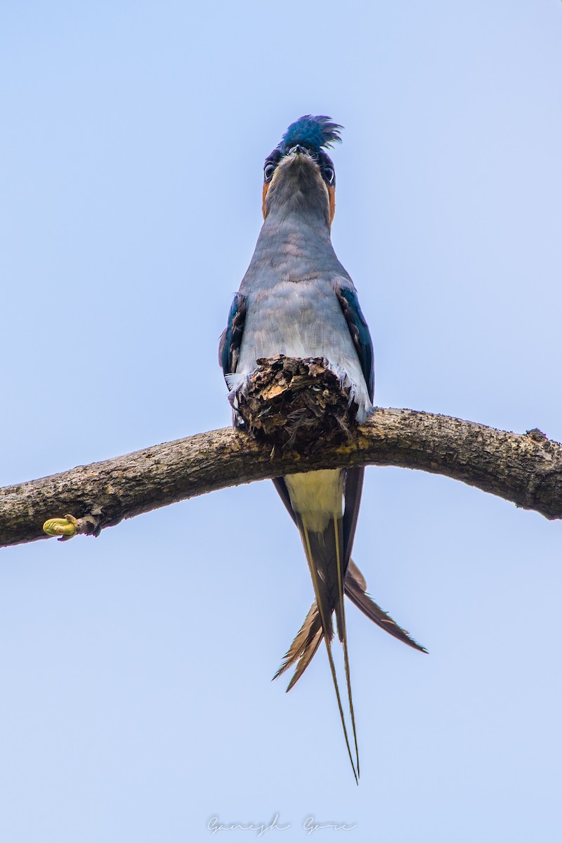 Crested Treeswift - Ganesh Gore