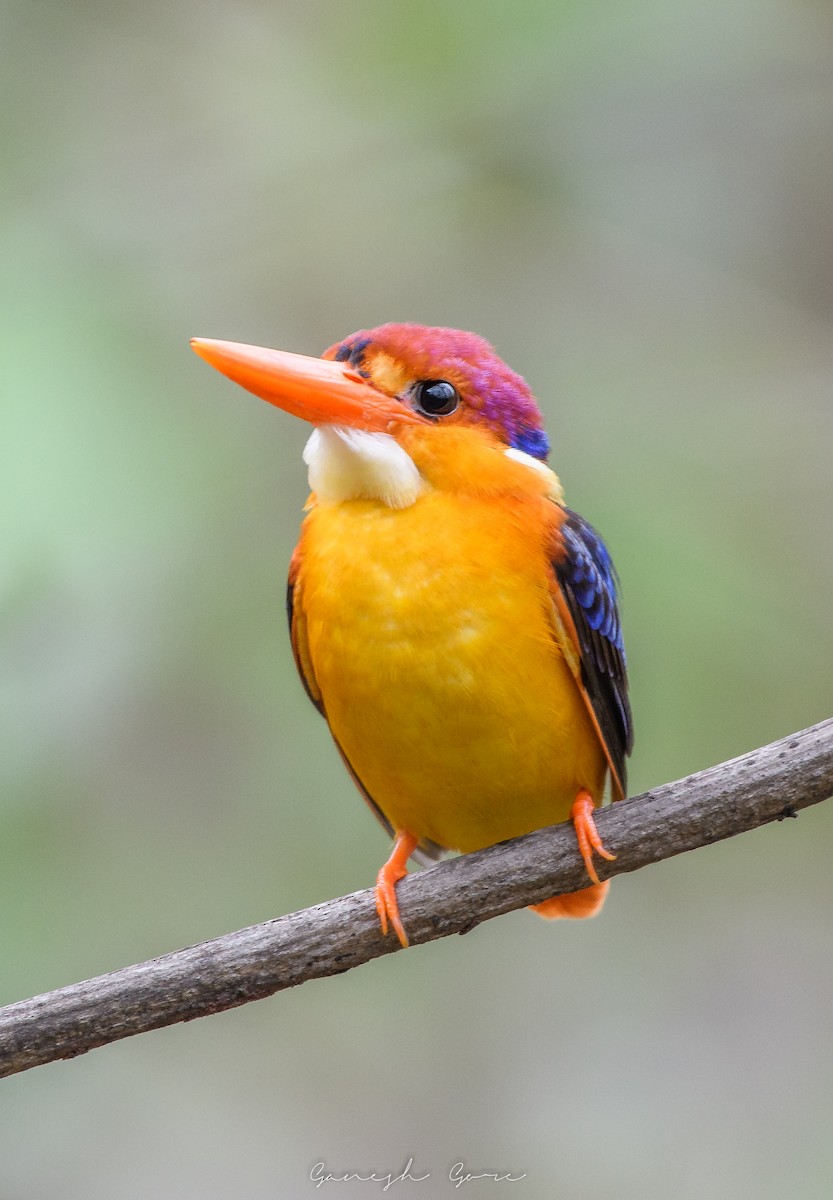 Black-backed Dwarf-Kingfisher - Ganesh Gore