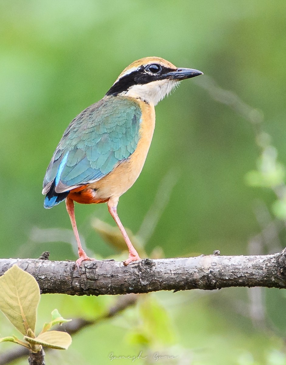 Indian Pitta - Ganesh Gore