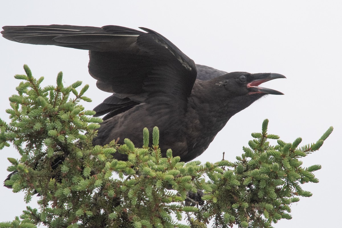Common Raven - ML169877461