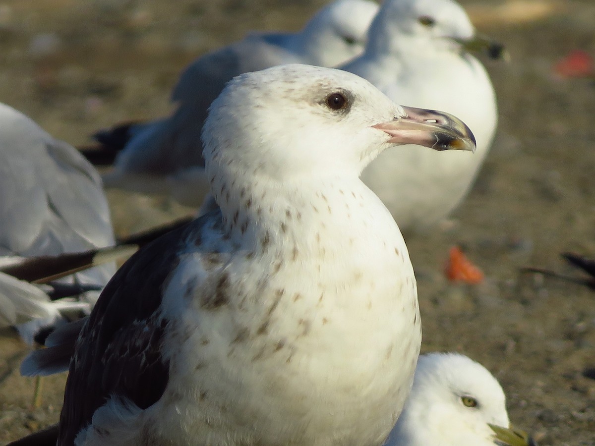 Great Black-backed Gull - Anonymous