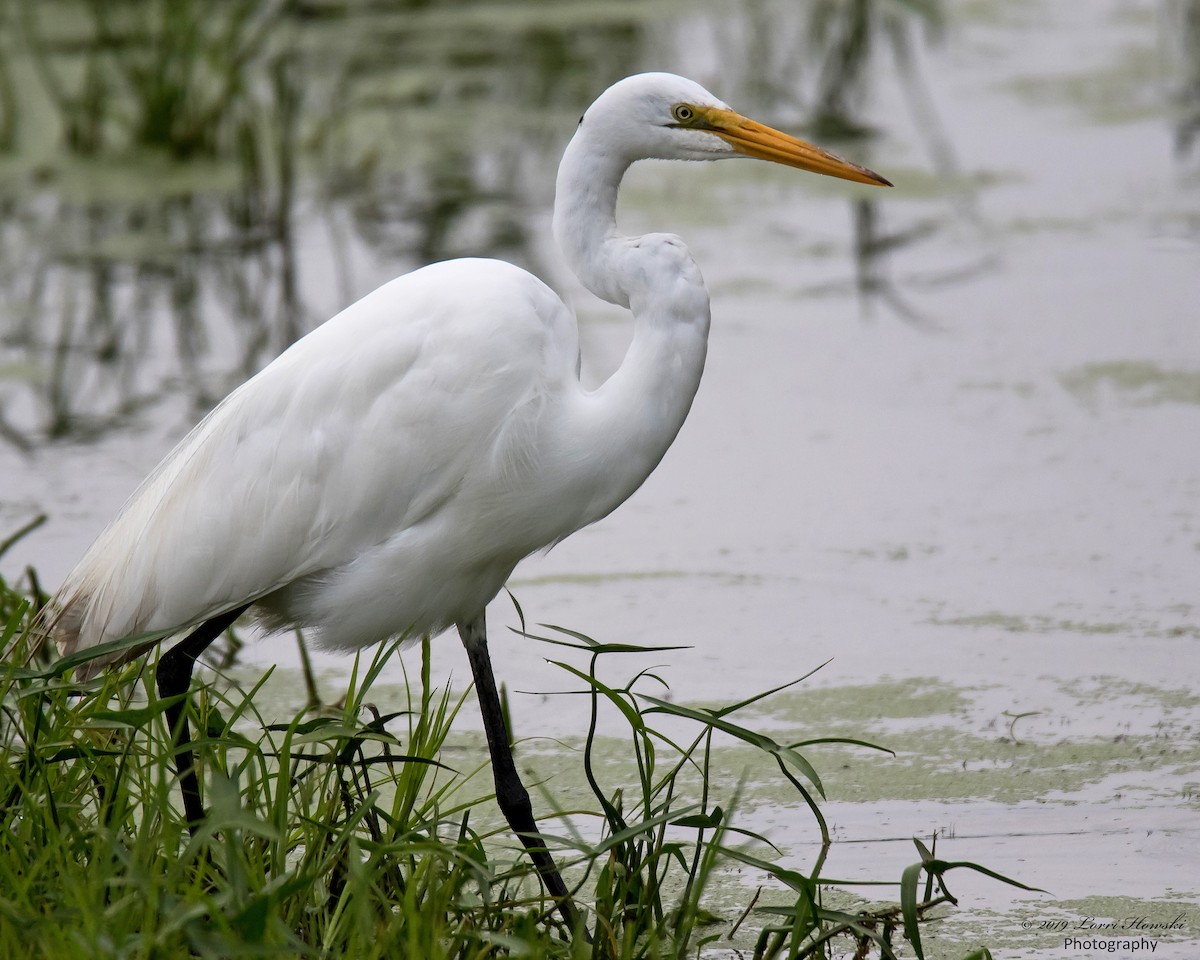 Great Egret - ML169879861