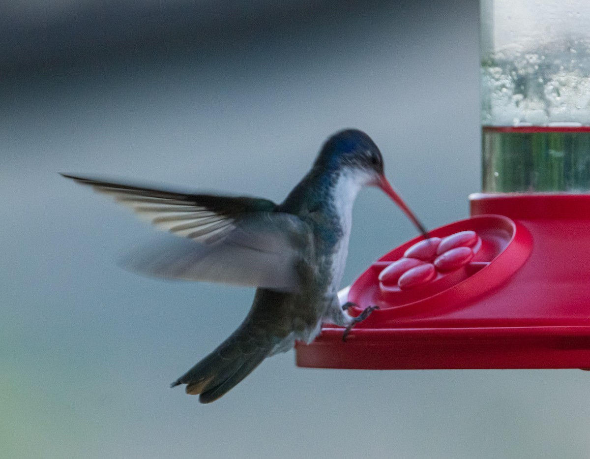 Violet-crowned Hummingbird - ML169880941