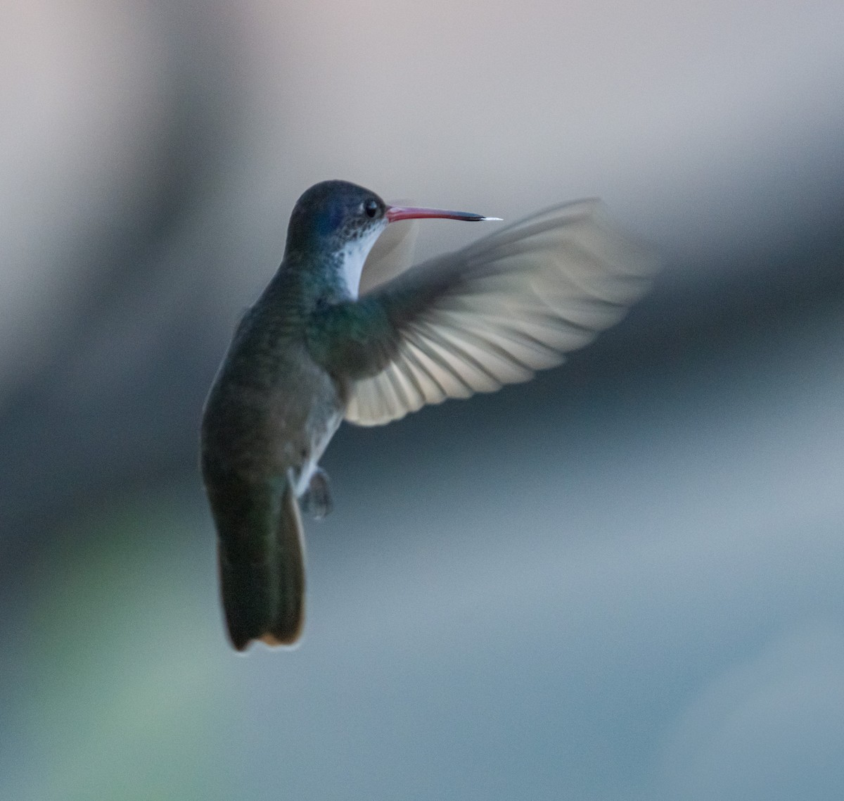 Violet-crowned Hummingbird - ML169880951