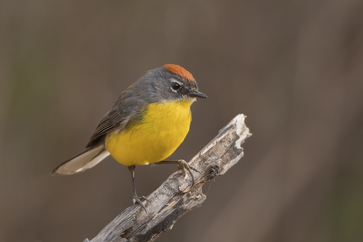 Brown-capped Redstart - ML169882061