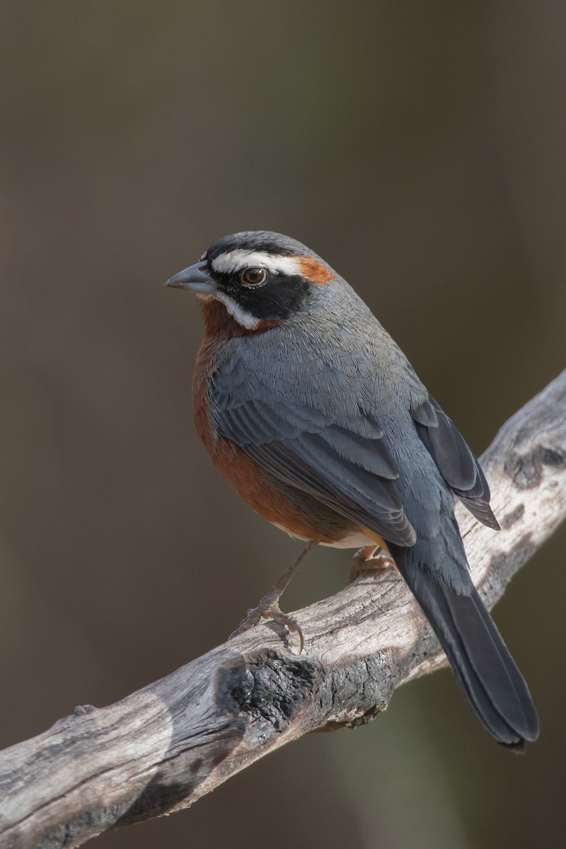 Black-and-chestnut Warbling Finch - Pablo Re