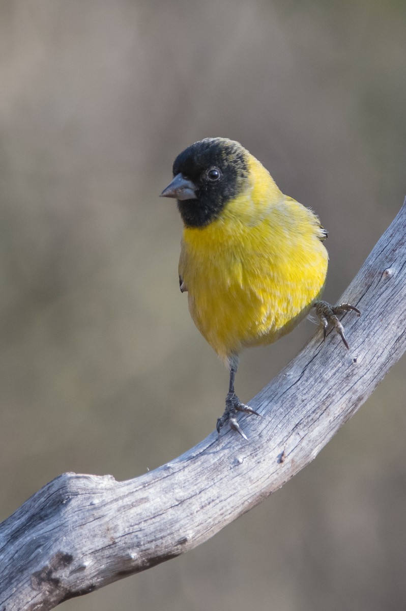 Hooded Siskin - ML169882471