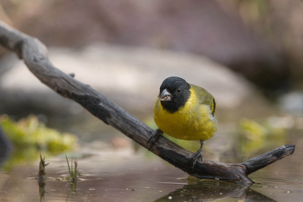 Hooded Siskin - ML169882491