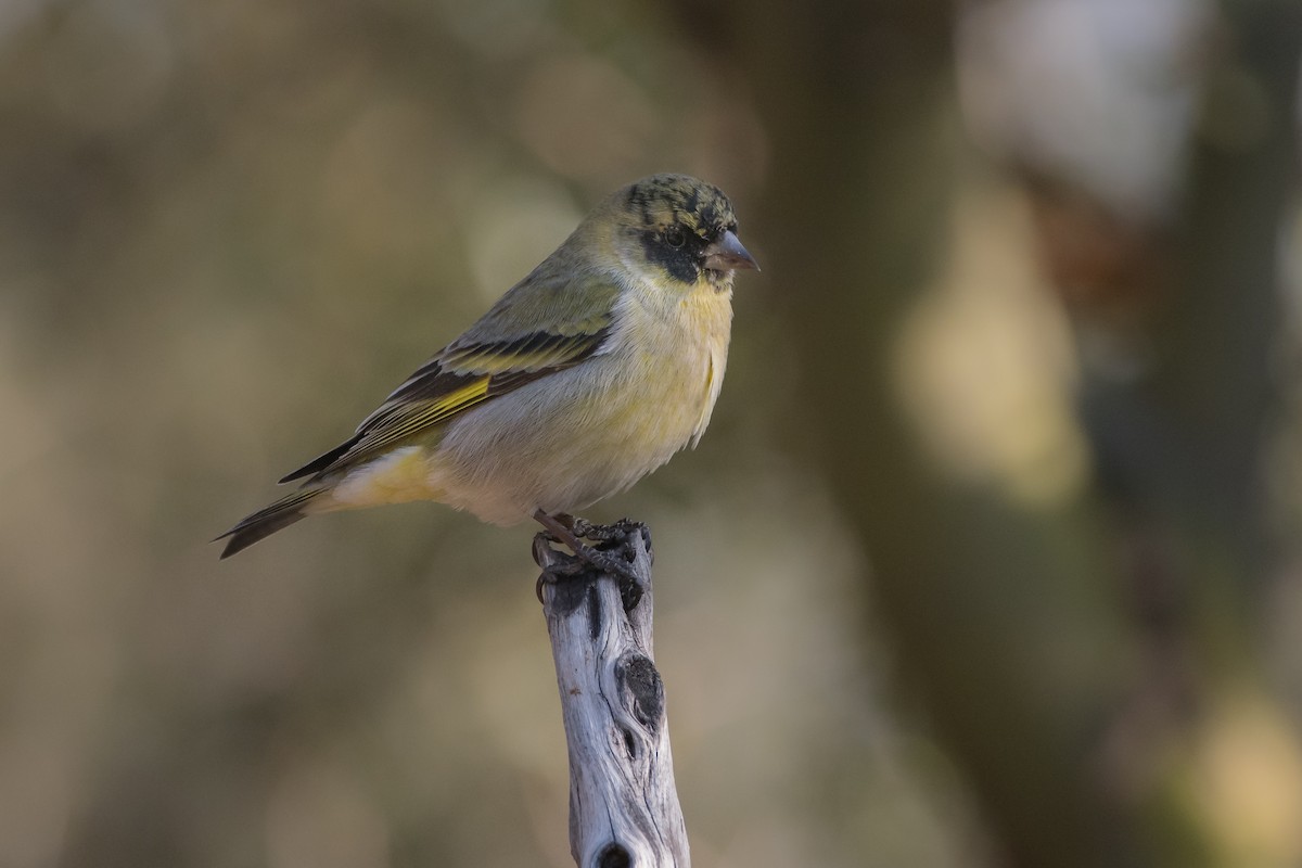 Hooded Siskin - ML169882501