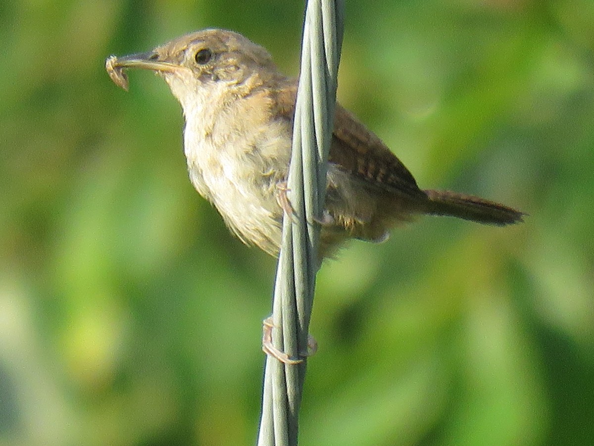 Northern House Wren - ML169882511