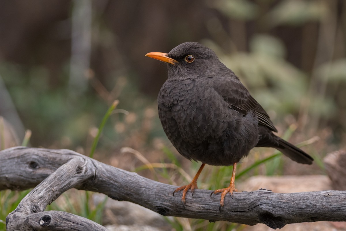 Chiguanco Thrush - ML169882581