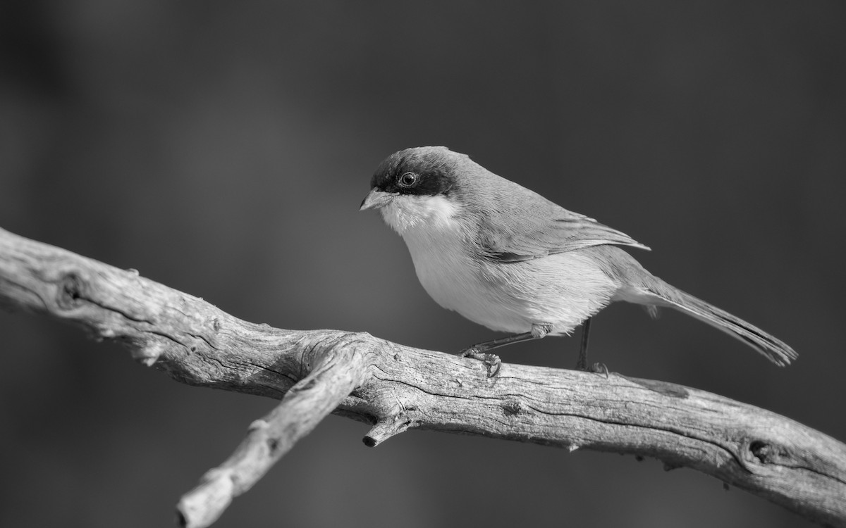 Black-capped Warbling Finch - Pablo Re