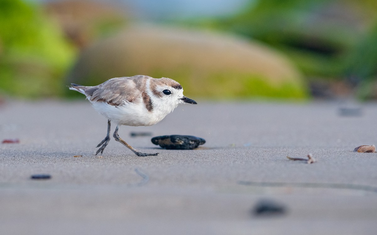 Snowy Plover - ML169882761