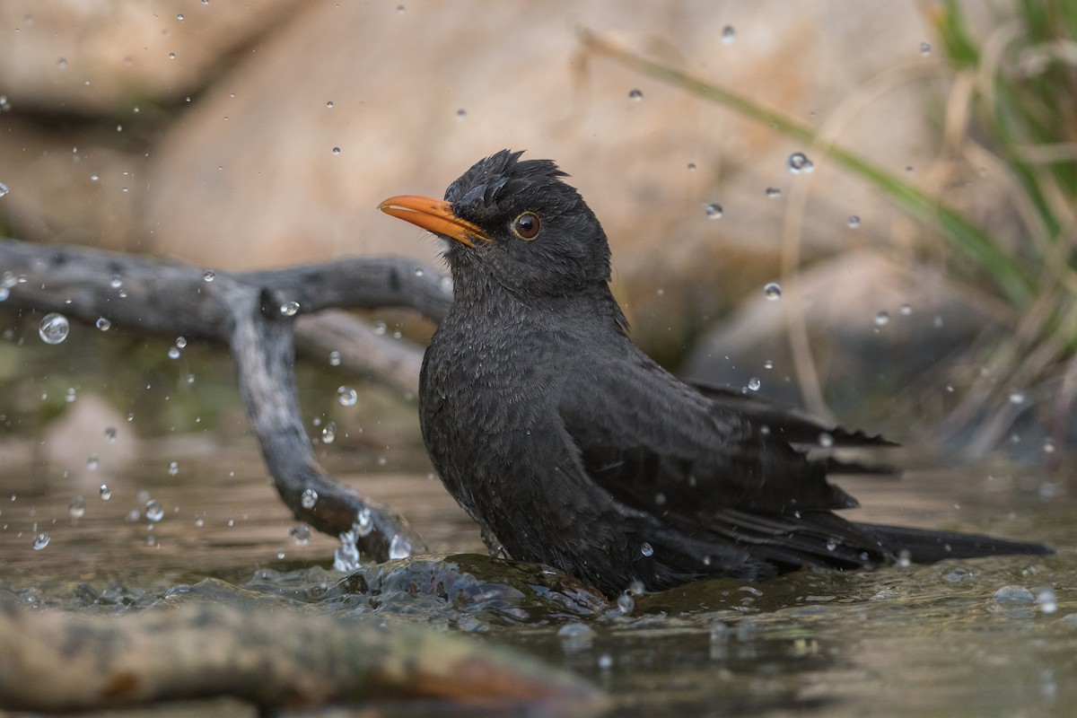 Chiguanco Thrush - ML169883741