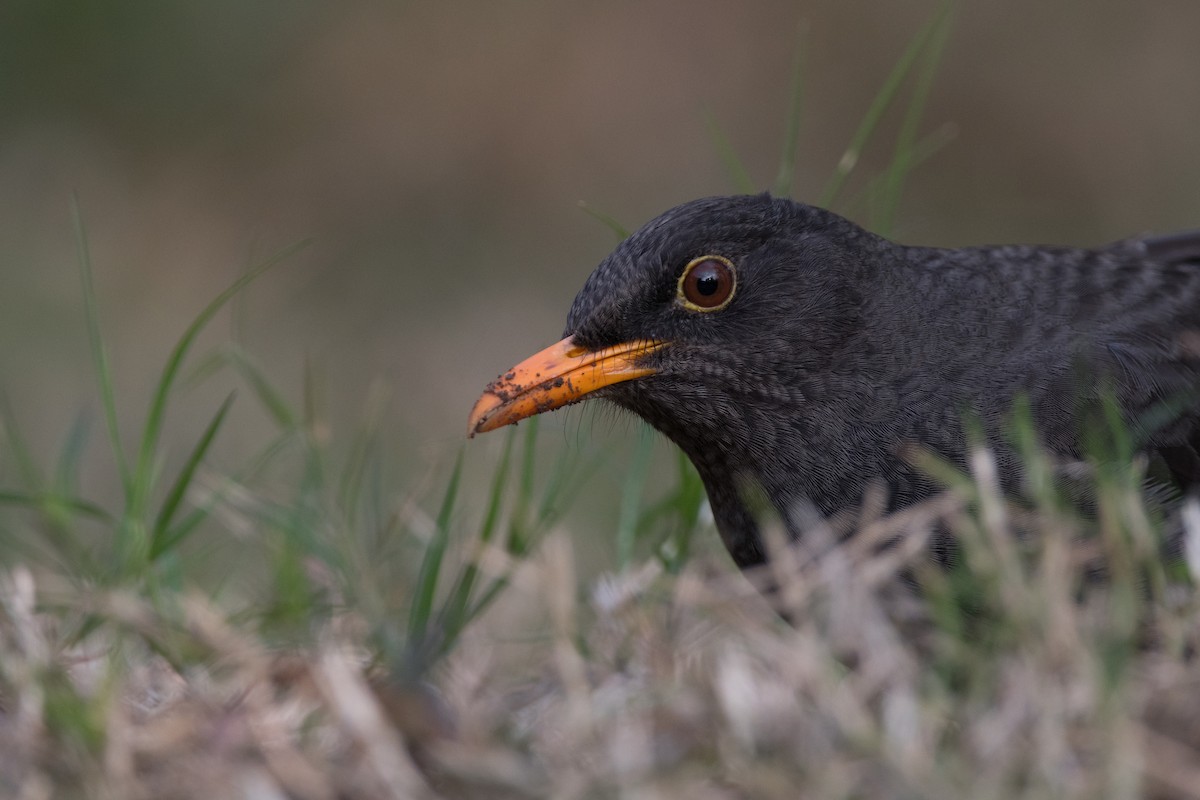 Chiguanco Thrush - ML169883761