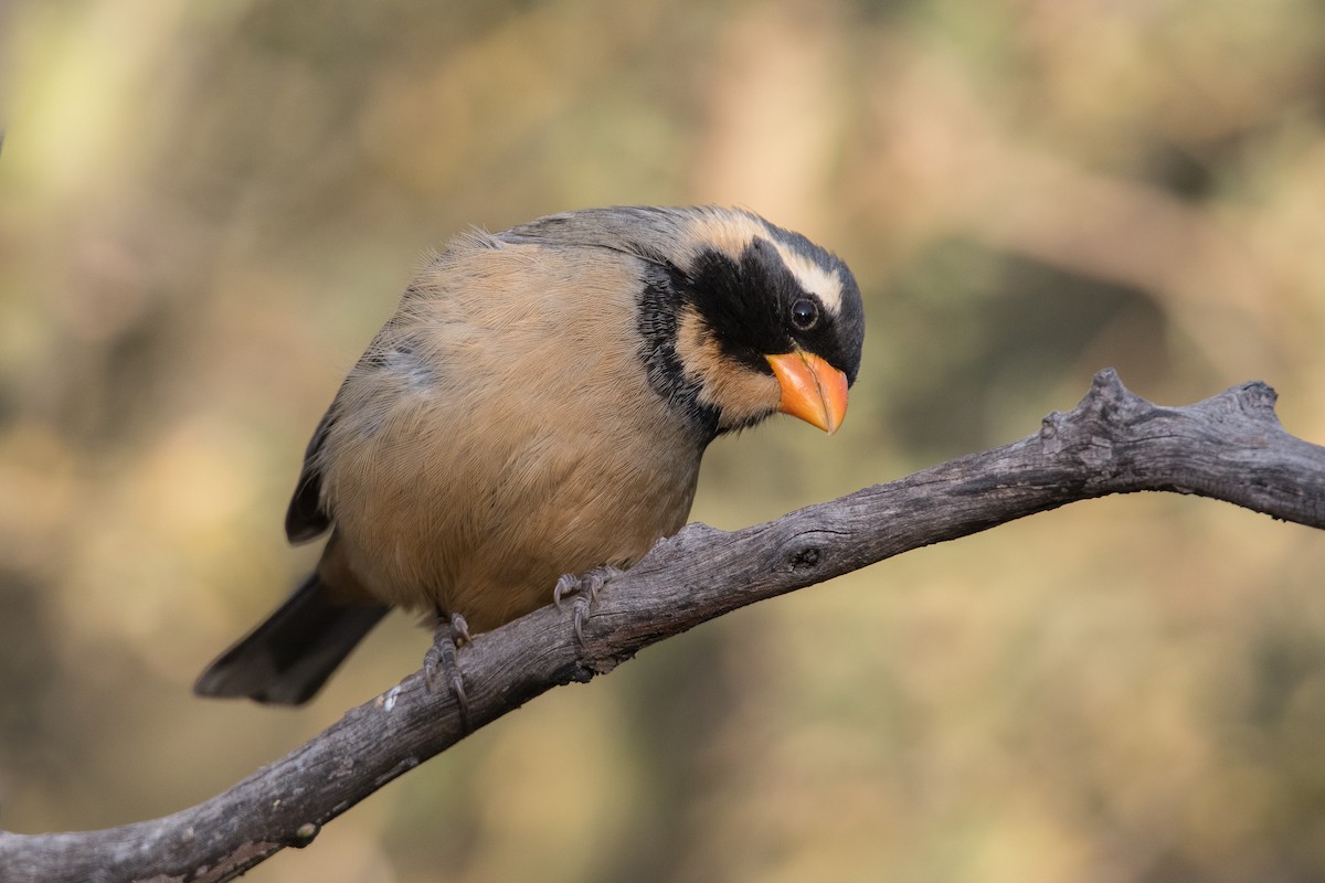 Golden-billed Saltator - ML169883861