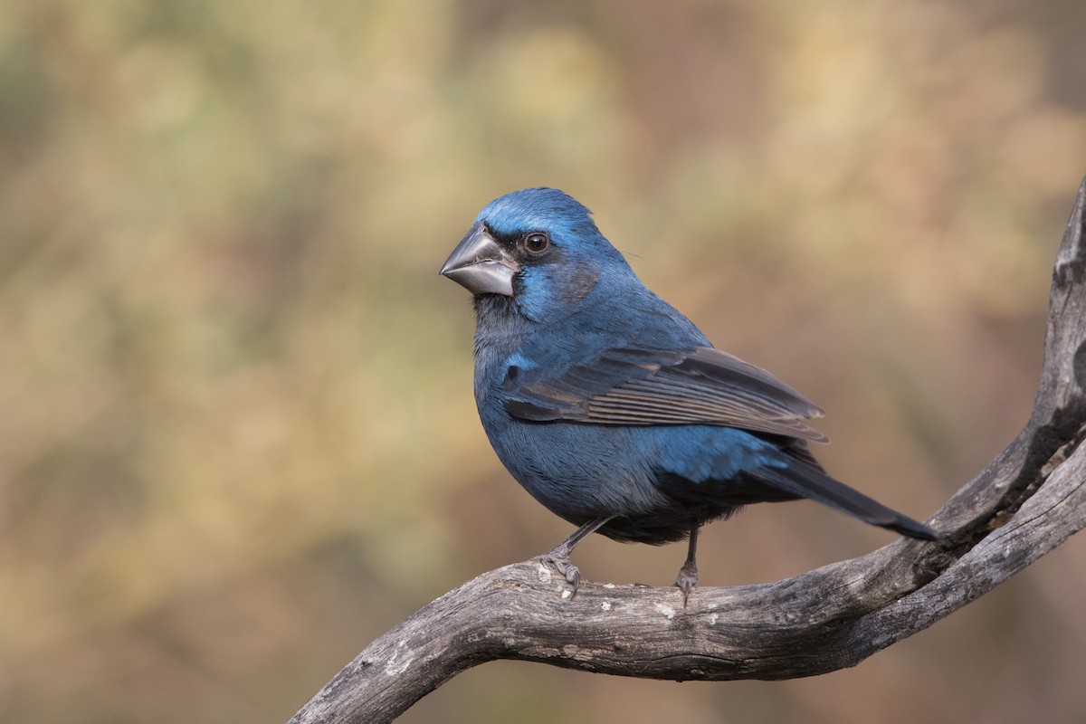 Ultramarine Grosbeak - Pablo Re