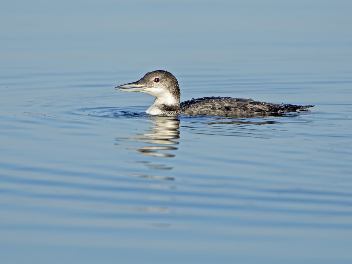 Common Loon - ML169884871