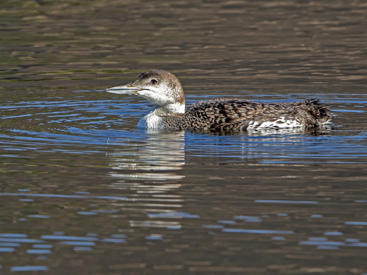 Common Loon - Dave Furseth