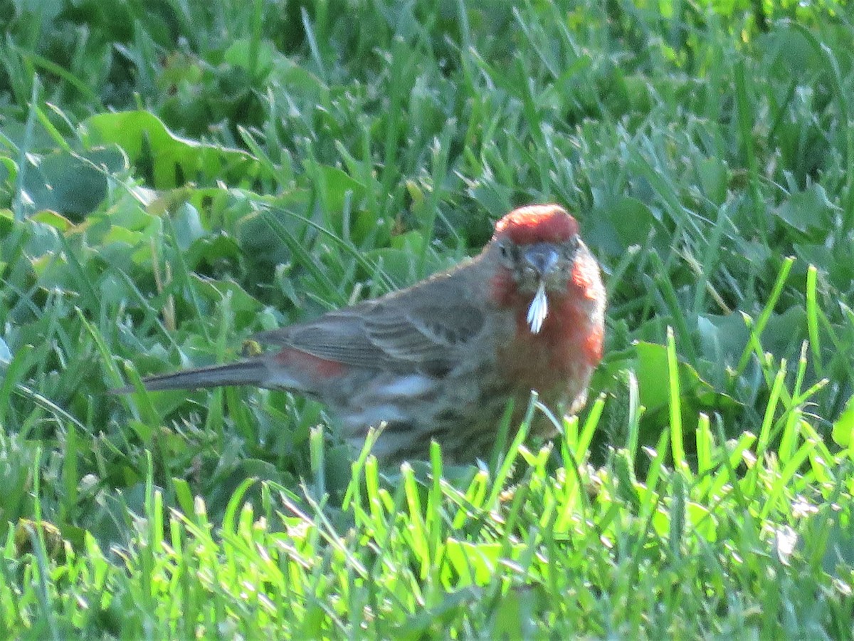 House Finch - ML169885101