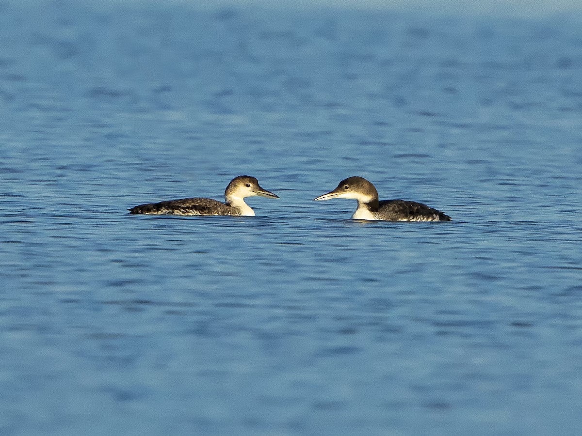Common Loon - ML169885391