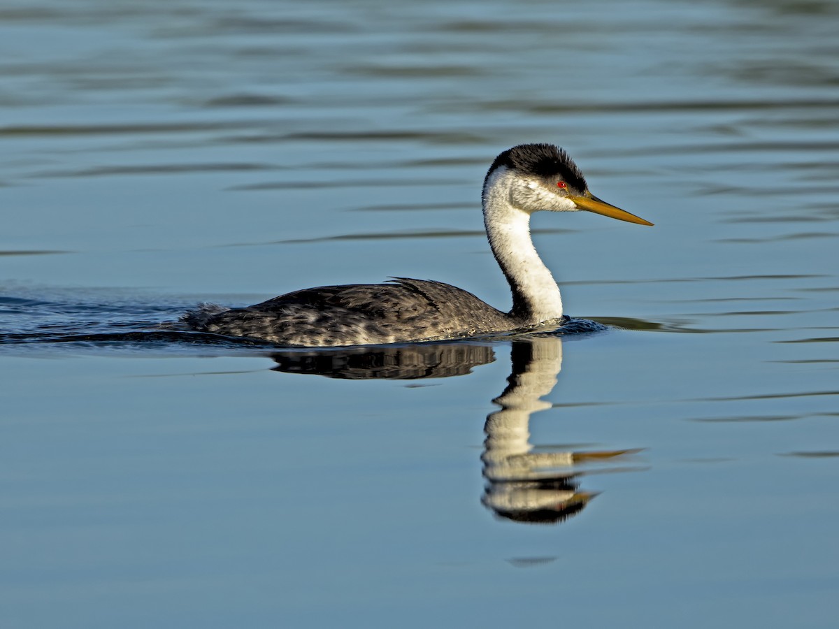Western Grebe - ML169885761