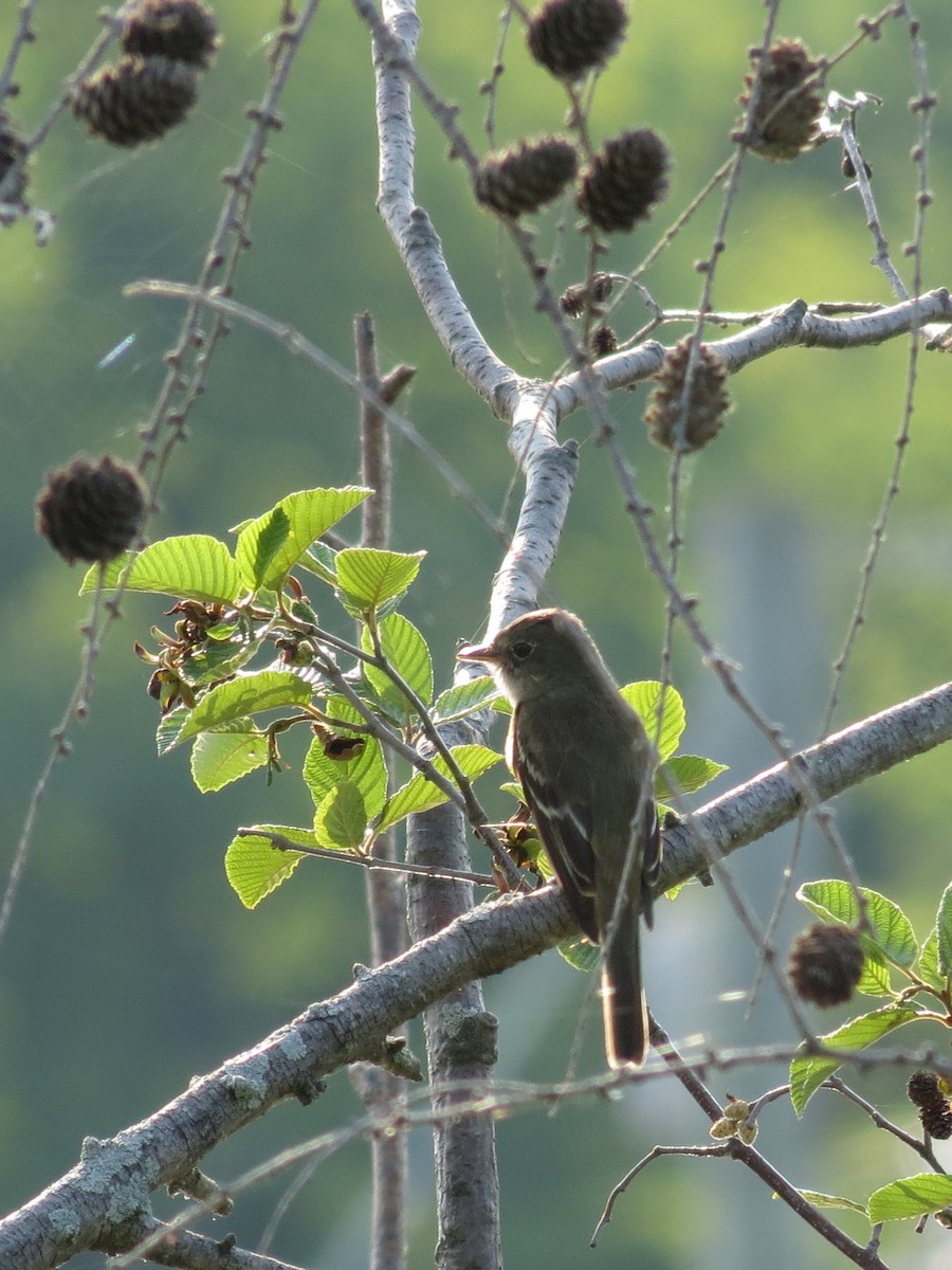 Alder Flycatcher - ML169885771