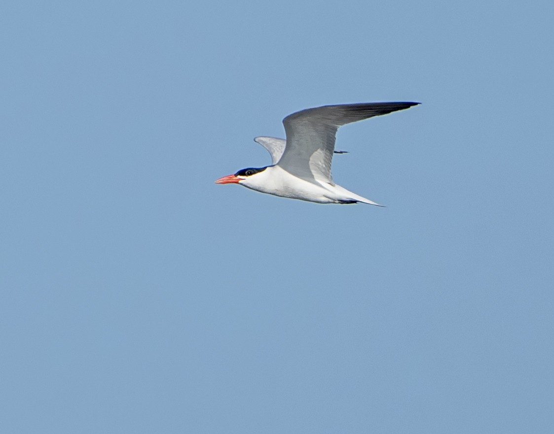 Морин хараалай - ML169889841