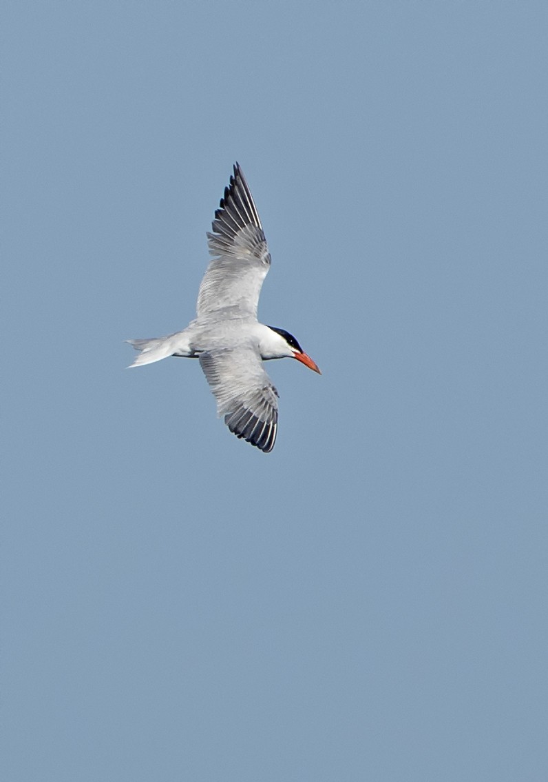 Морин хараалай - ML169889881