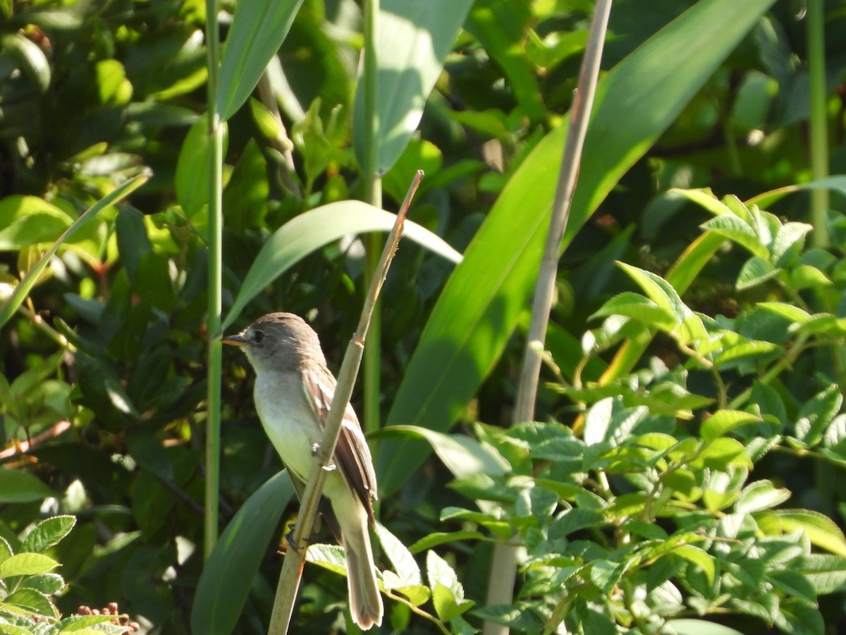 Willow Flycatcher - ML169890121