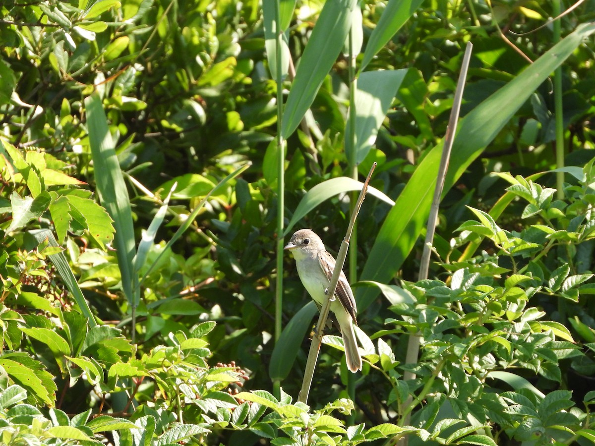 Willow Flycatcher - ML169890241