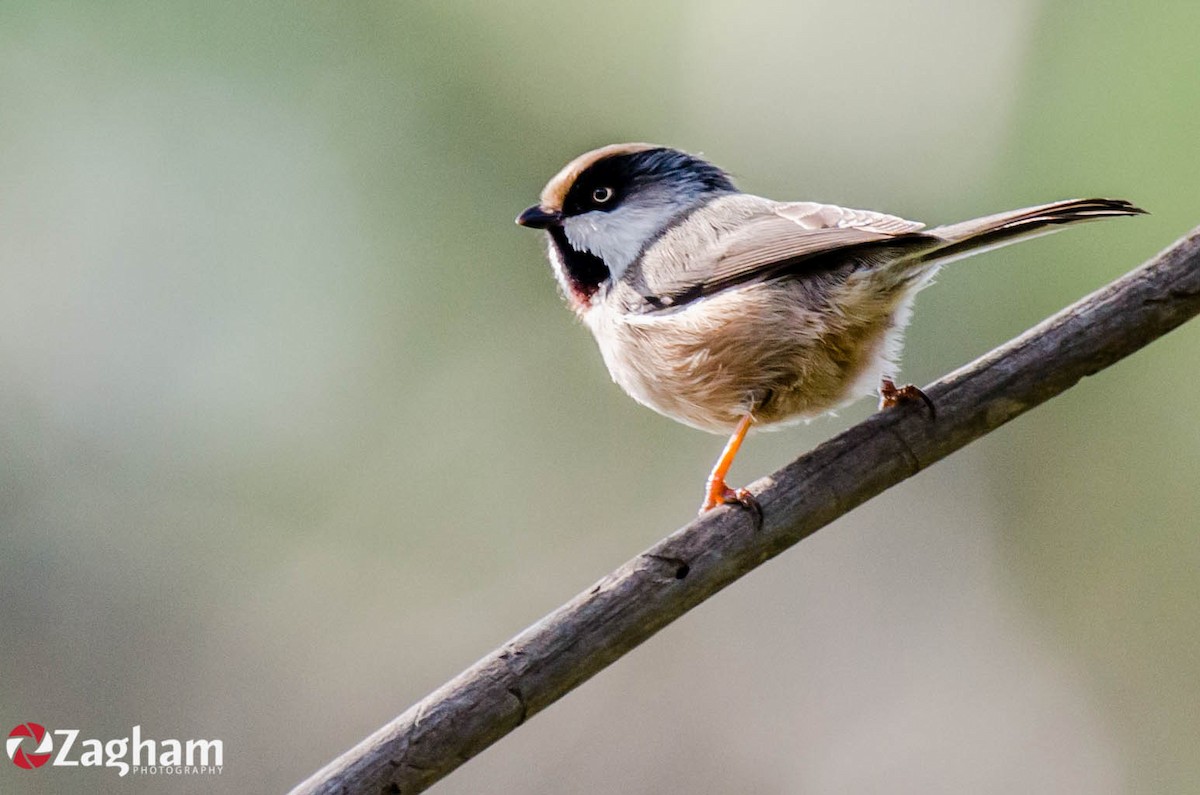 White-cheeked Tit - Zagham  Awan