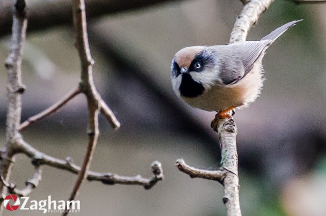 White-cheeked Tit - ML169890481