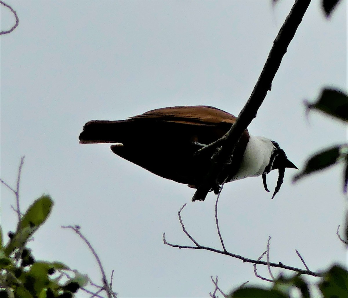 Three-wattled Bellbird - ML169891521