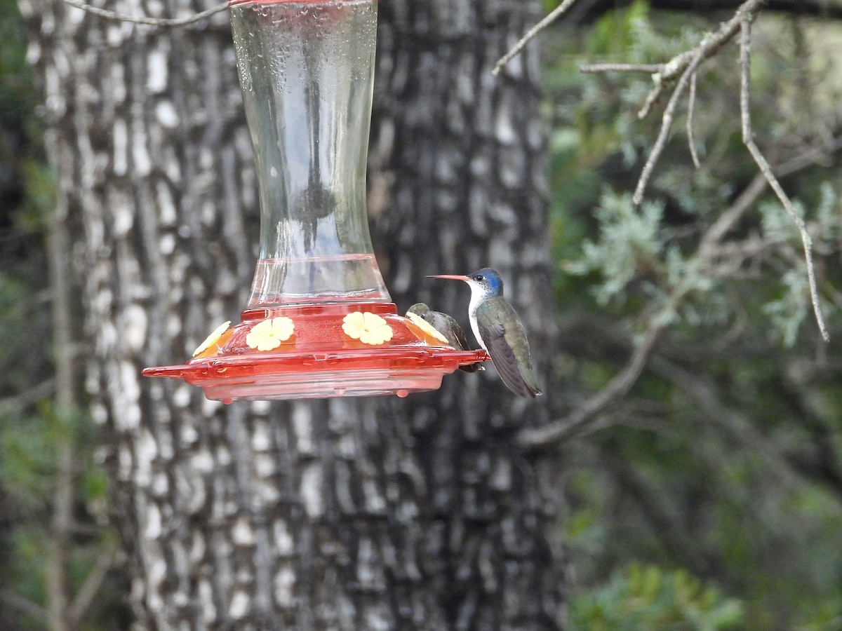 Violet-crowned Hummingbird - Lorrie Lowrie