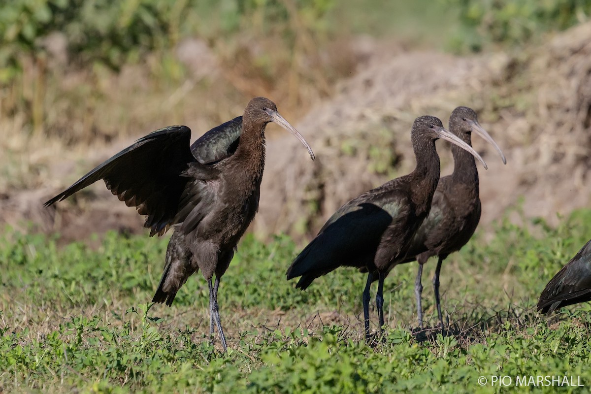 Puna Ibis - ML169894001